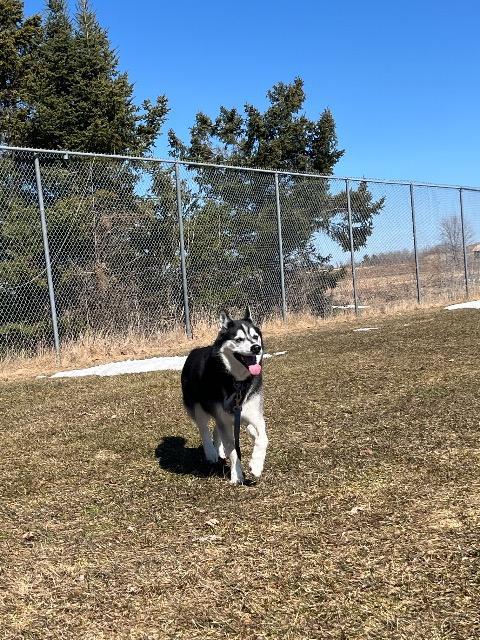 Emma, a Adoptable Husky in Barron, WI image 2/3