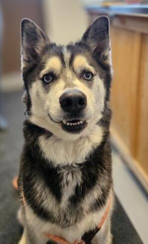 Emma, a Adoptable Husky in Barron, WI image 3/3