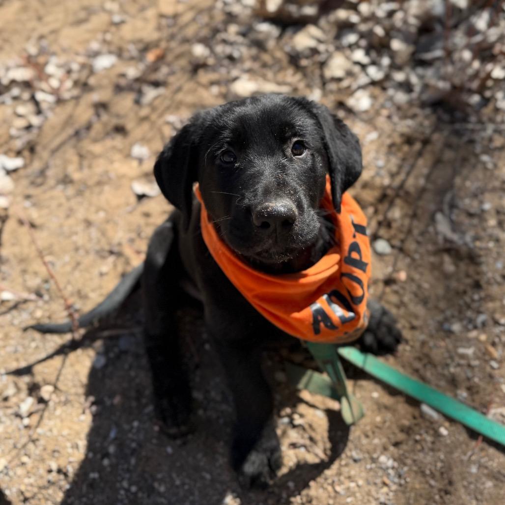 Enlarge Rin Tin Tin, a Adoptable mixed breed in Spanish Fork, UT image 1/5