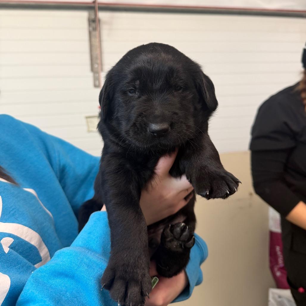 Enlarge Rin Tin Tin, a Adoptable mixed breed in Spanish Fork, UT image 3/5