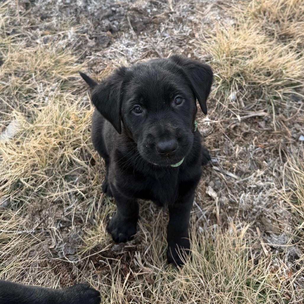 Enlarge Rin Tin Tin, a Adoptable mixed breed in Spanish Fork, UT image 5/5