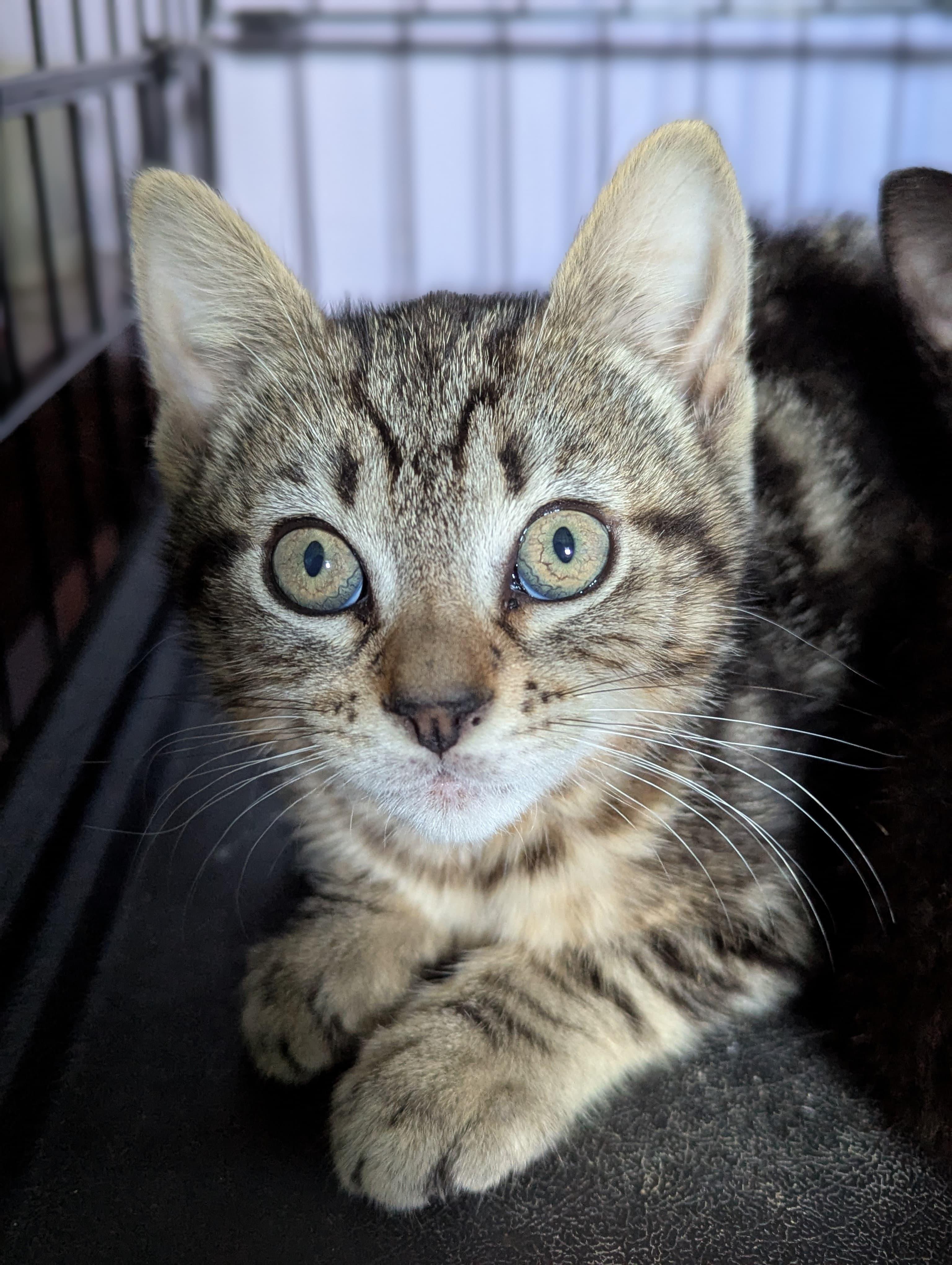 Wybie, a ADOPTABLE Domestic Short Hair in Morristown, NJ image 3/3