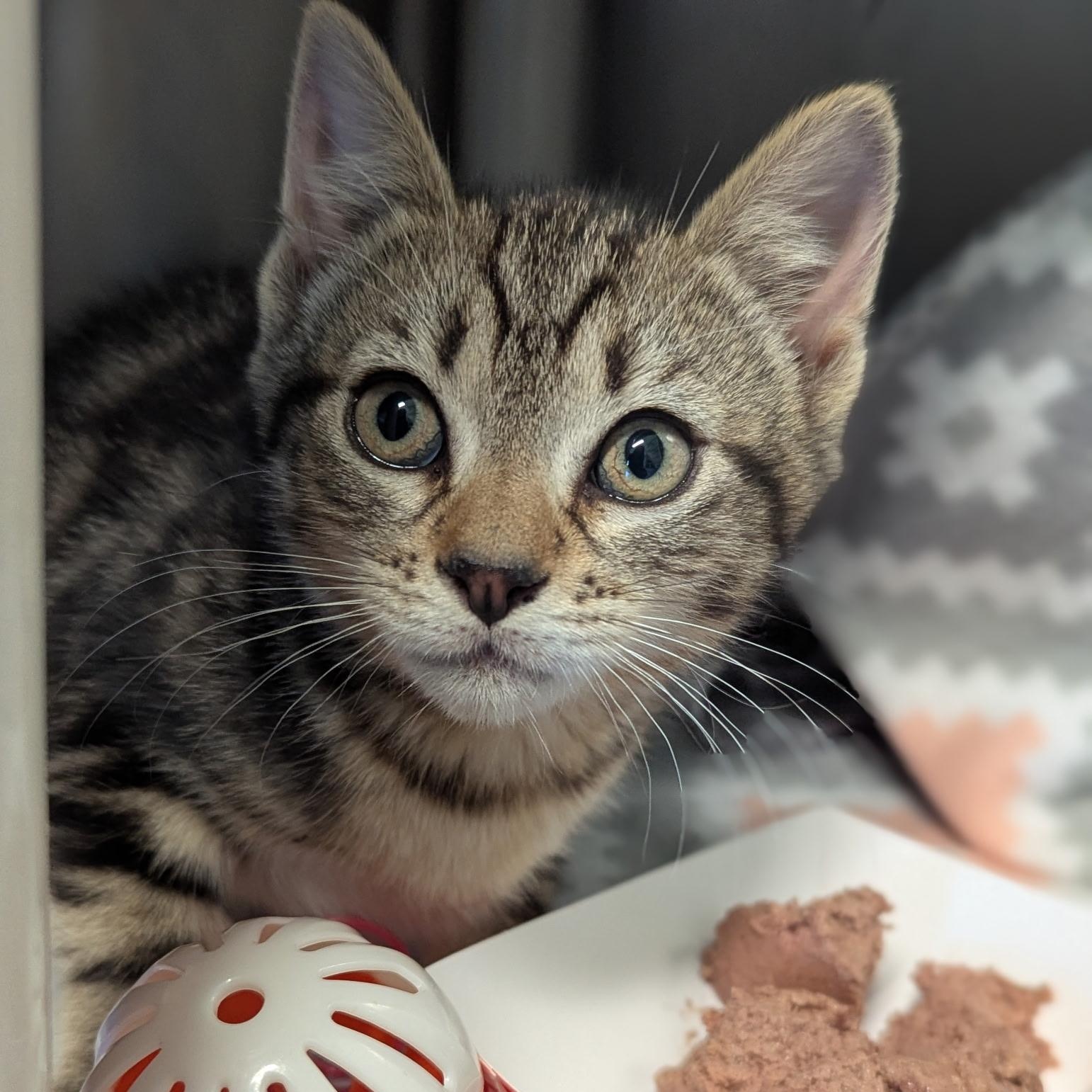 Wybie, a ADOPTABLE Domestic Short Hair in Morristown, NJ image 1/3