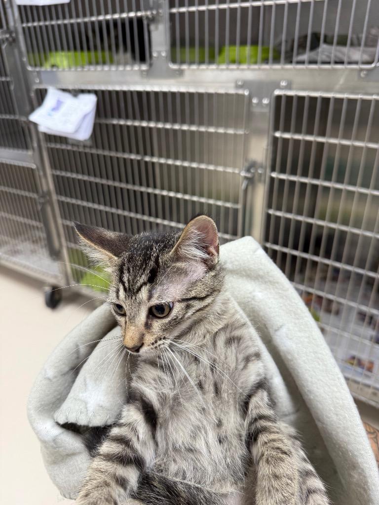 Ham, Adoptable, Kitten Male Domestic Medium Hair.