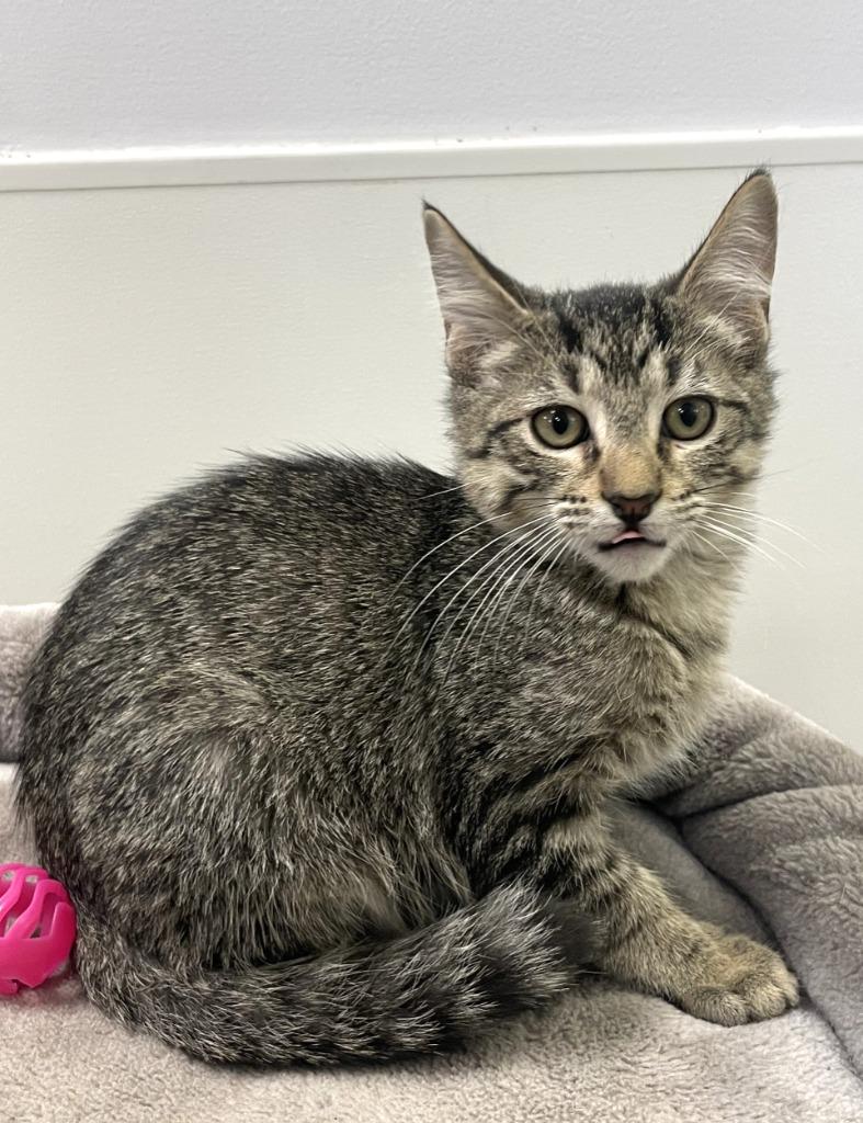 Enlarge Ham, a Adoptable mixed breed in Belton, TX image 2/2