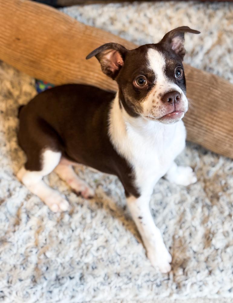 Enlarge Penelope, a Adoptable mixed breed in Jefferson Hills, PA image 2/3