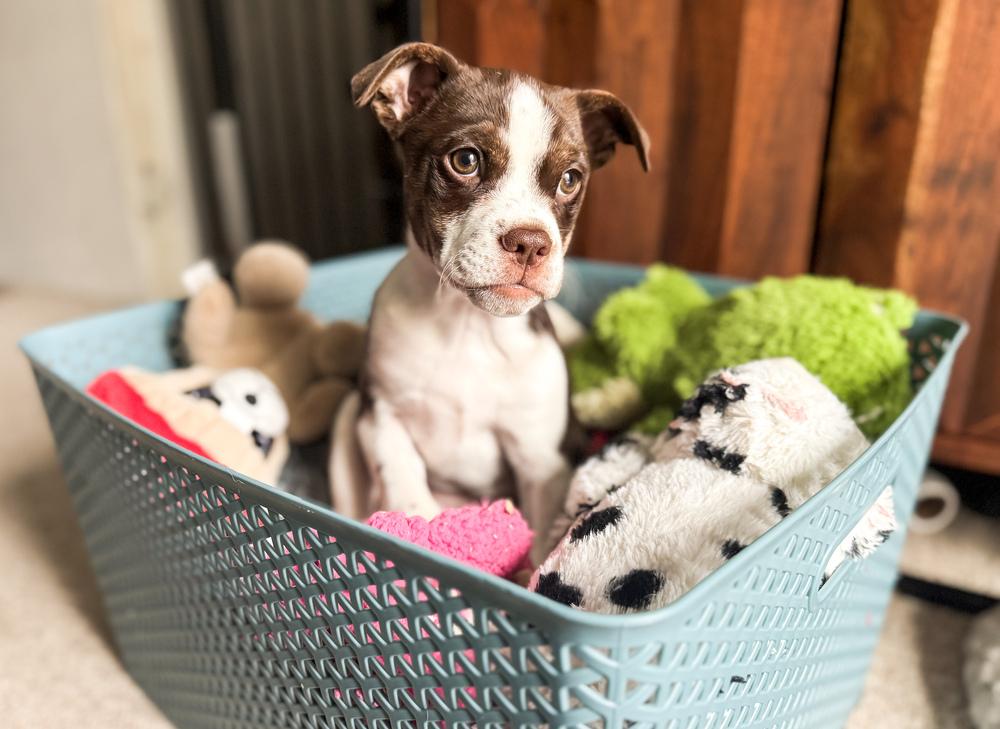 Enlarge Penelope, a Adoptable mixed breed in Jefferson Hills, PA image 3/3