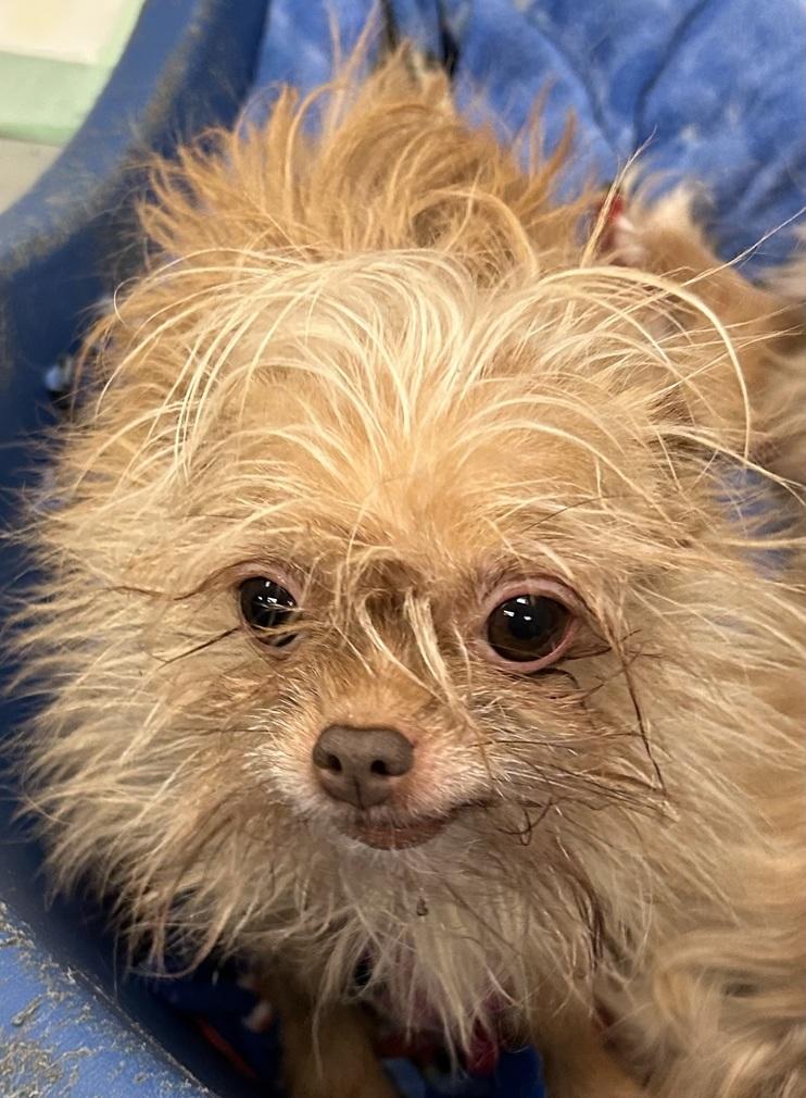 Enlarge Boo, a Adopted mixed breed in Eagle River, WI image 1/1