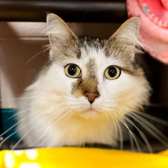 Enlarge Nemo, a Adoptable Domestic Long Hair in Owosso, MI image 1/3