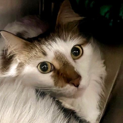 Enlarge Nemo, a Adoptable Domestic Long Hair in Owosso, MI image 2/3