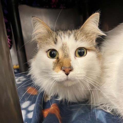 Enlarge Nemo, a Adoptable Domestic Long Hair in Owosso, MI image 3/3