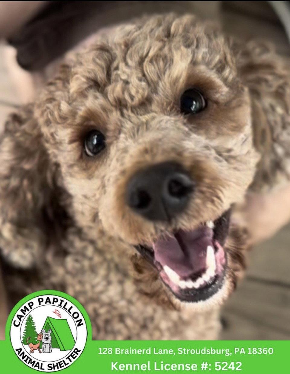Teddy, Adoptable, Young Male Poodle & Golden Retriever.