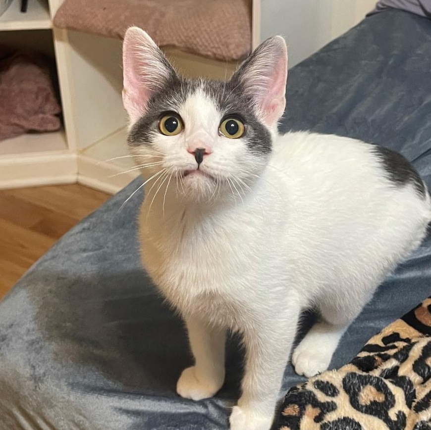 Robin, Adoptable, Young Female Domestic Short Hair.