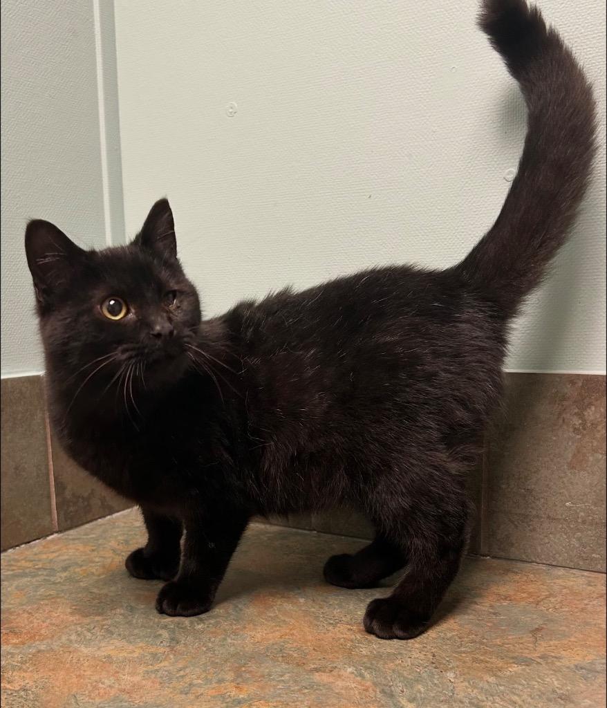 Enlarge Elmo, a ADOPTABLE Domestic Short Hair in Columbus, NE image 1/1