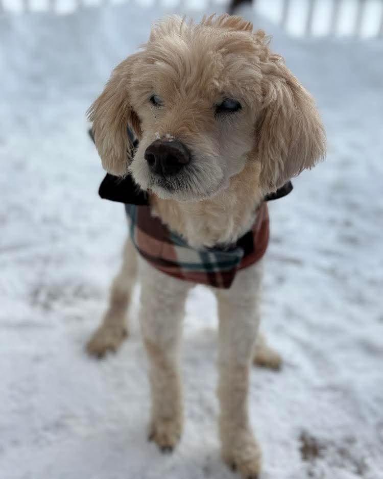 Enlarge Edmund, an adopted mixed breed in Washington , PA image 1/1