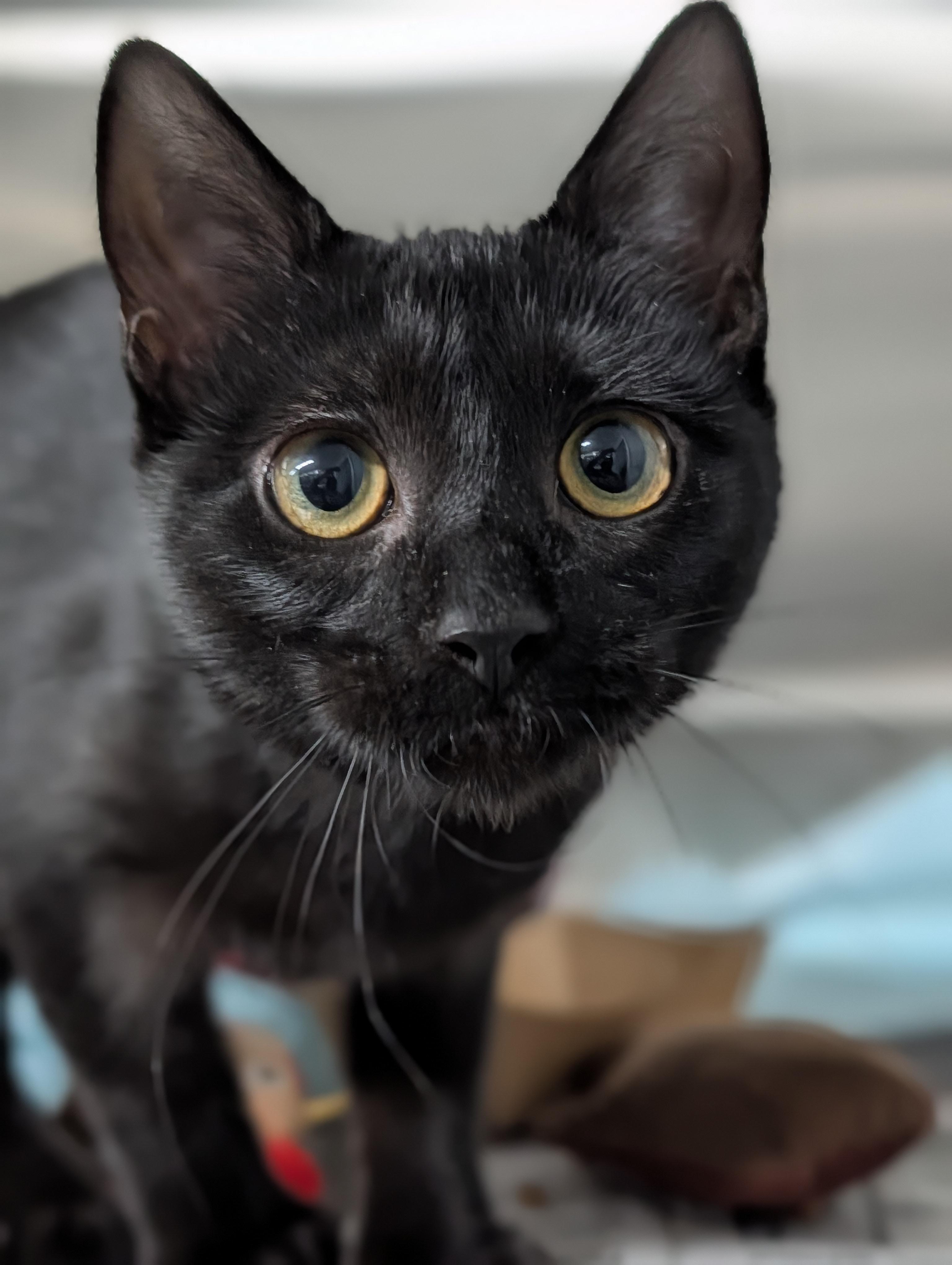Rufio, ADOPTABLE, Young Female Domestic Short Hair.