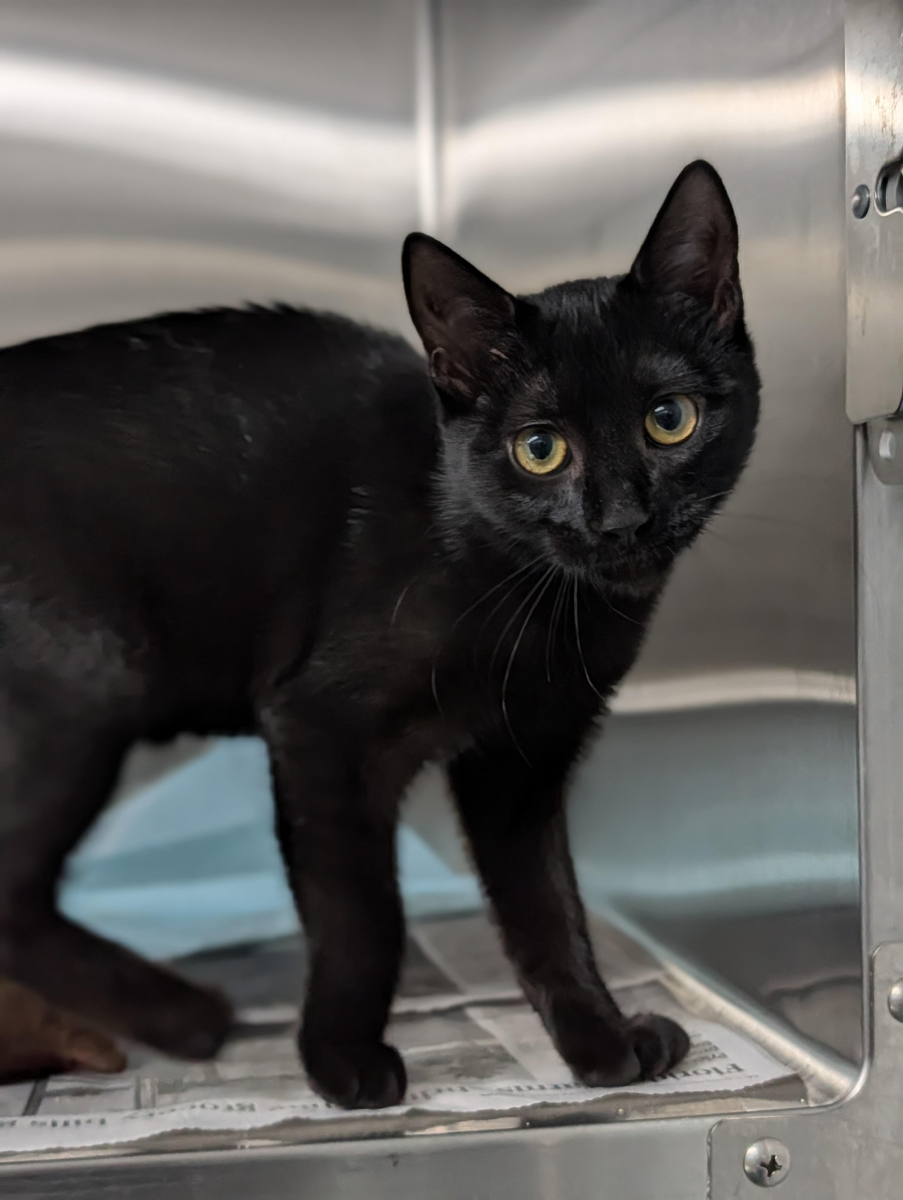 Rufio, a ADOPTABLE mixed breed in Plainfield, NJ image 2/2