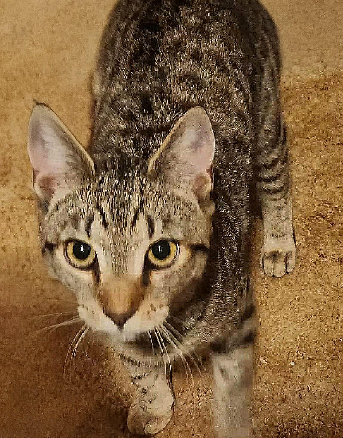 Enlarge Spencer, a ADOPTABLE Domestic Short Hair in Attleboro, MA image 2/5