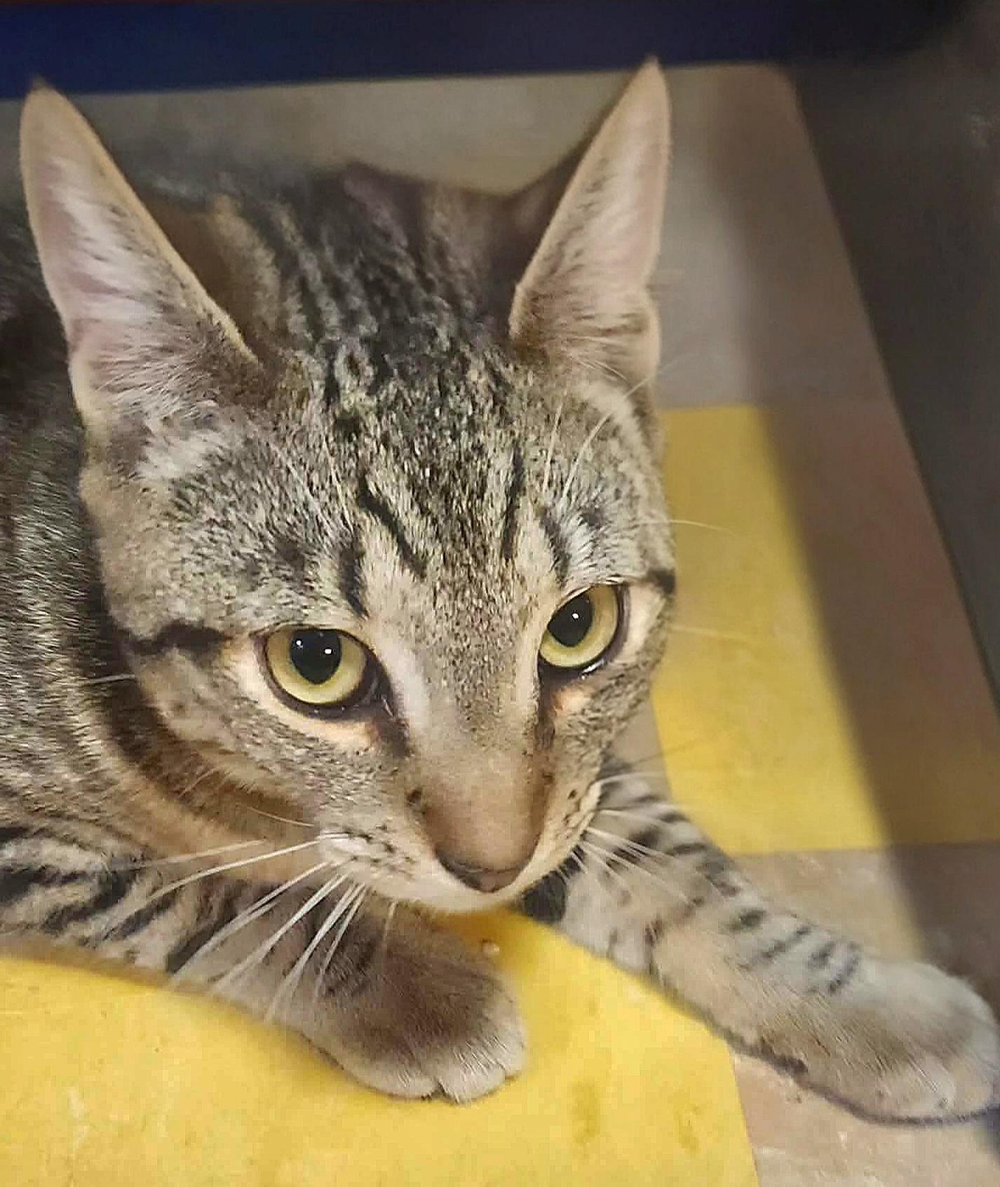 Enlarge Spencer, a ADOPTABLE Domestic Short Hair in Attleboro, MA image 3/5