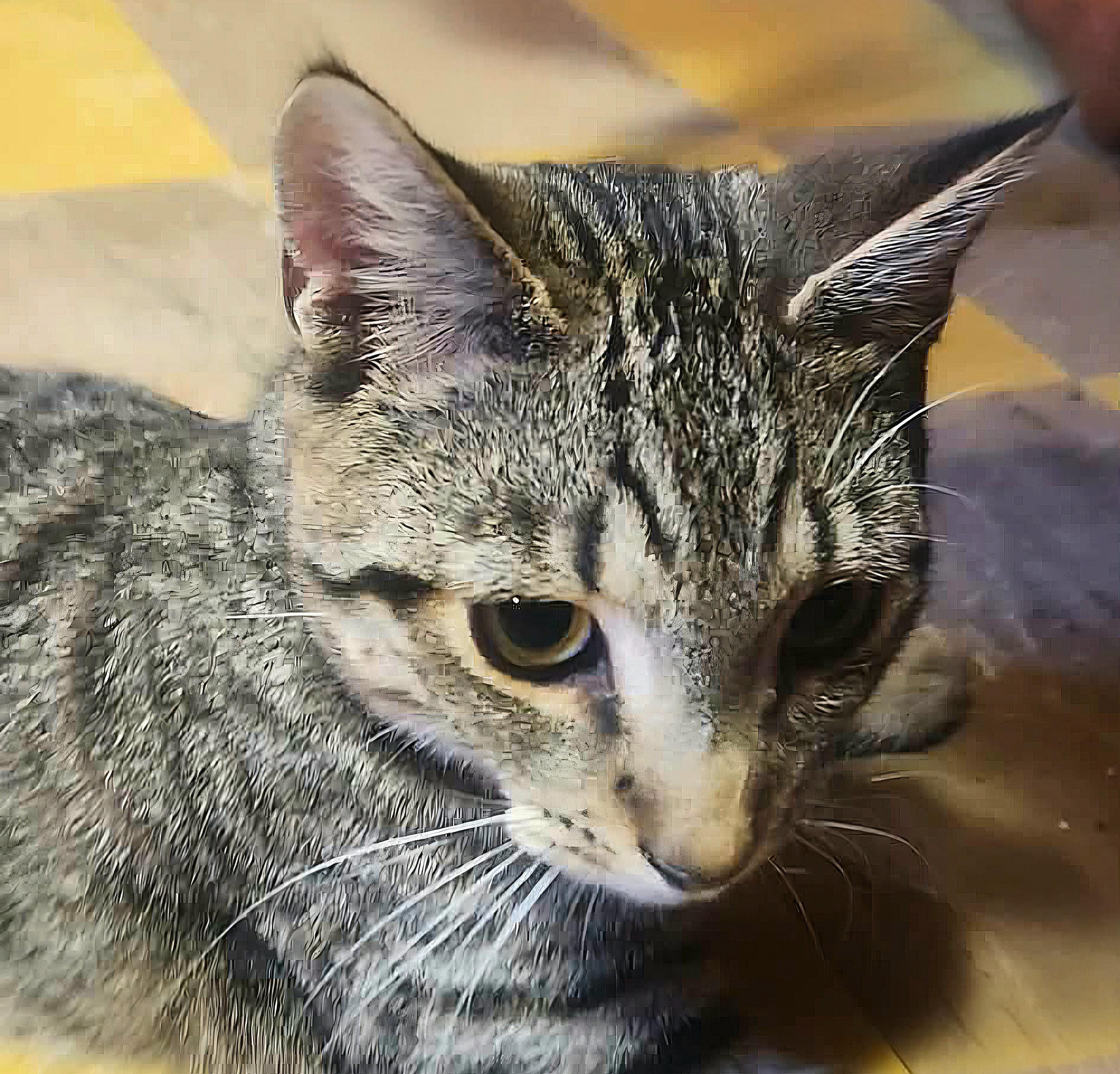 Enlarge Spencer, a ADOPTABLE Domestic Short Hair in Attleboro, MA image 4/5