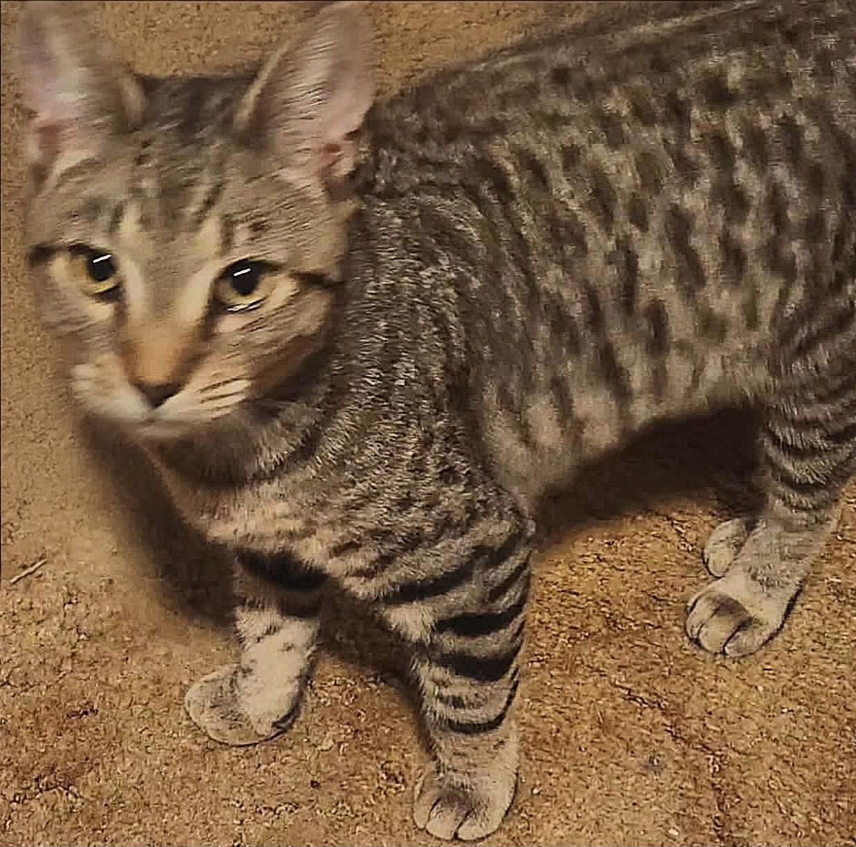 Enlarge Spencer, a ADOPTABLE Domestic Short Hair in Attleboro, MA image 5/5
