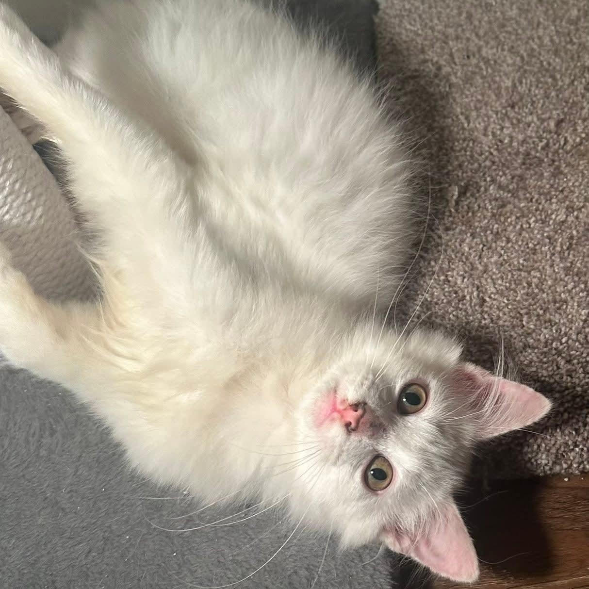 Enlarge Alsace, an adopted Domestic Long Hair in Landenberg, PA image 1/1