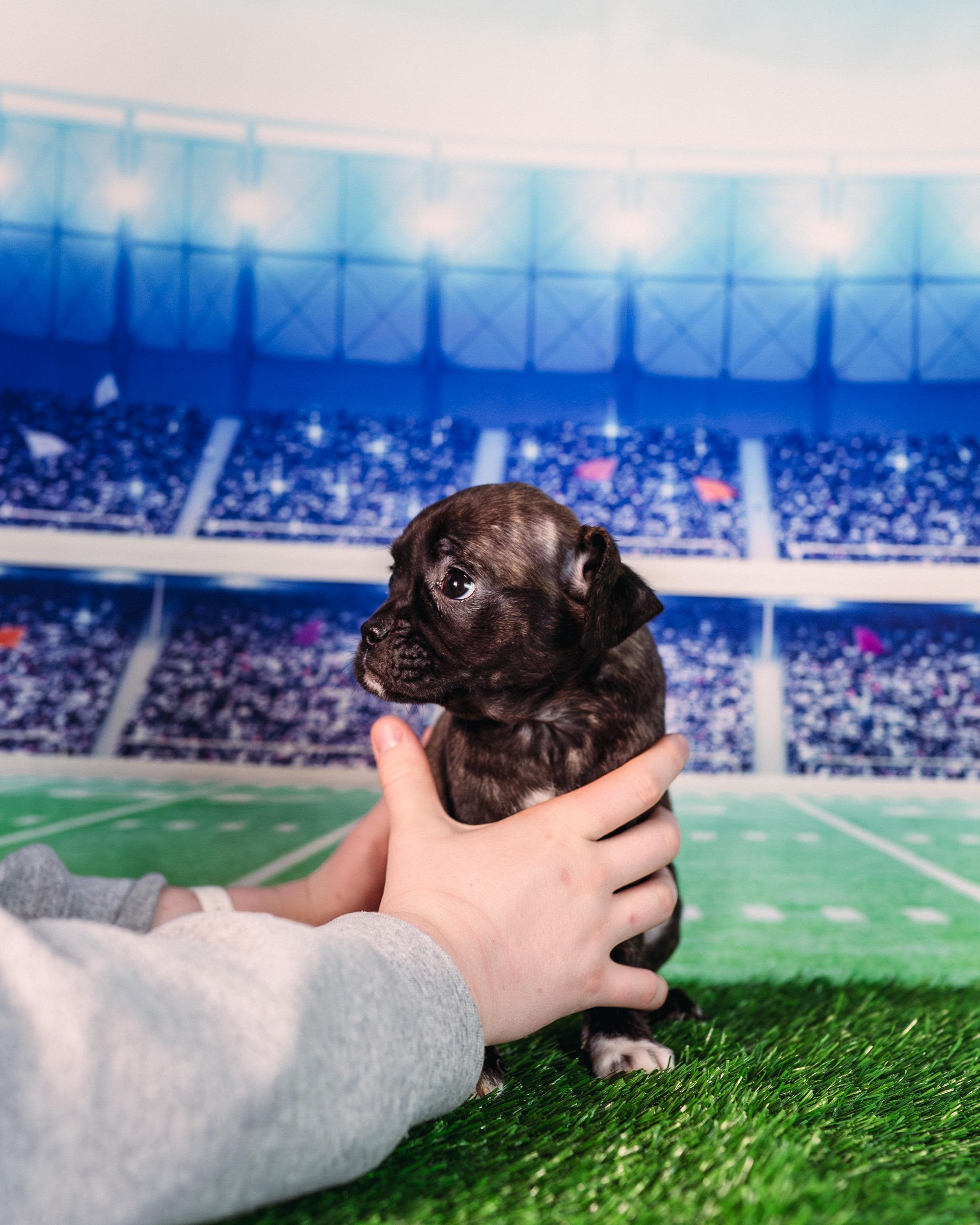 Enlarge Maye, an adopted mixed breed in Avon, CT image 4/6