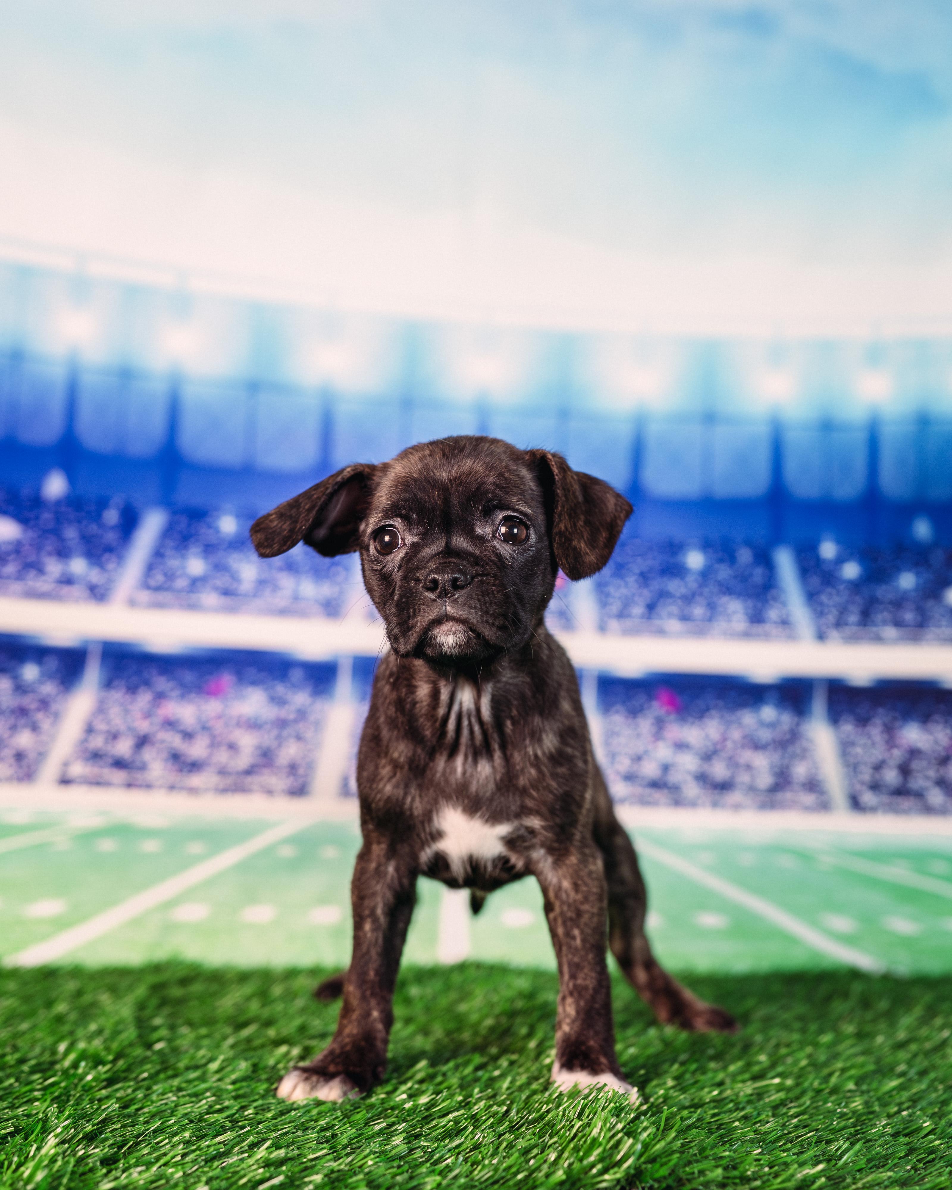 Maye, adopted, Puppy Female Puggle & Boston Terrier.