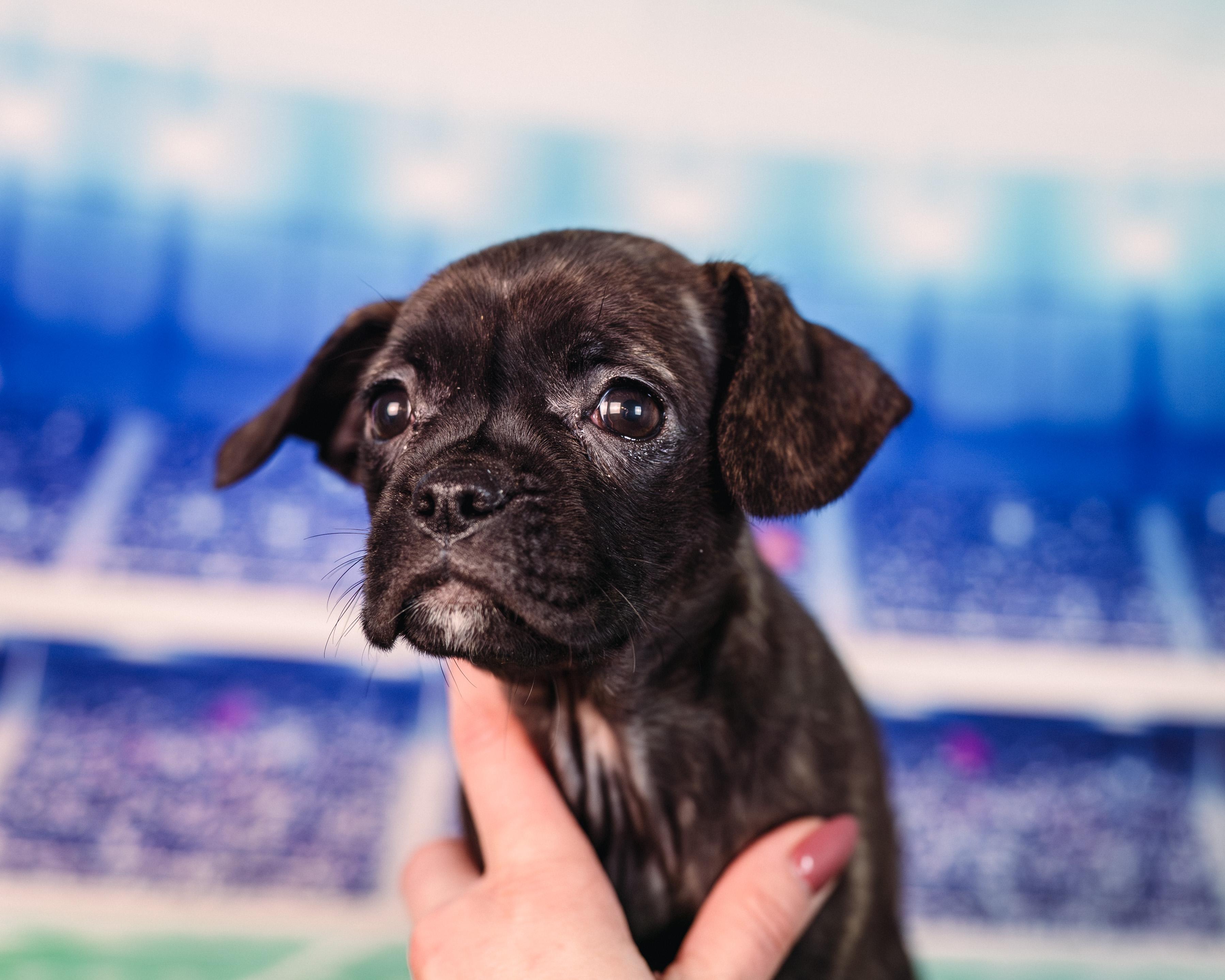 Enlarge Maye, an adopted mixed breed in Avon, CT image 2/6