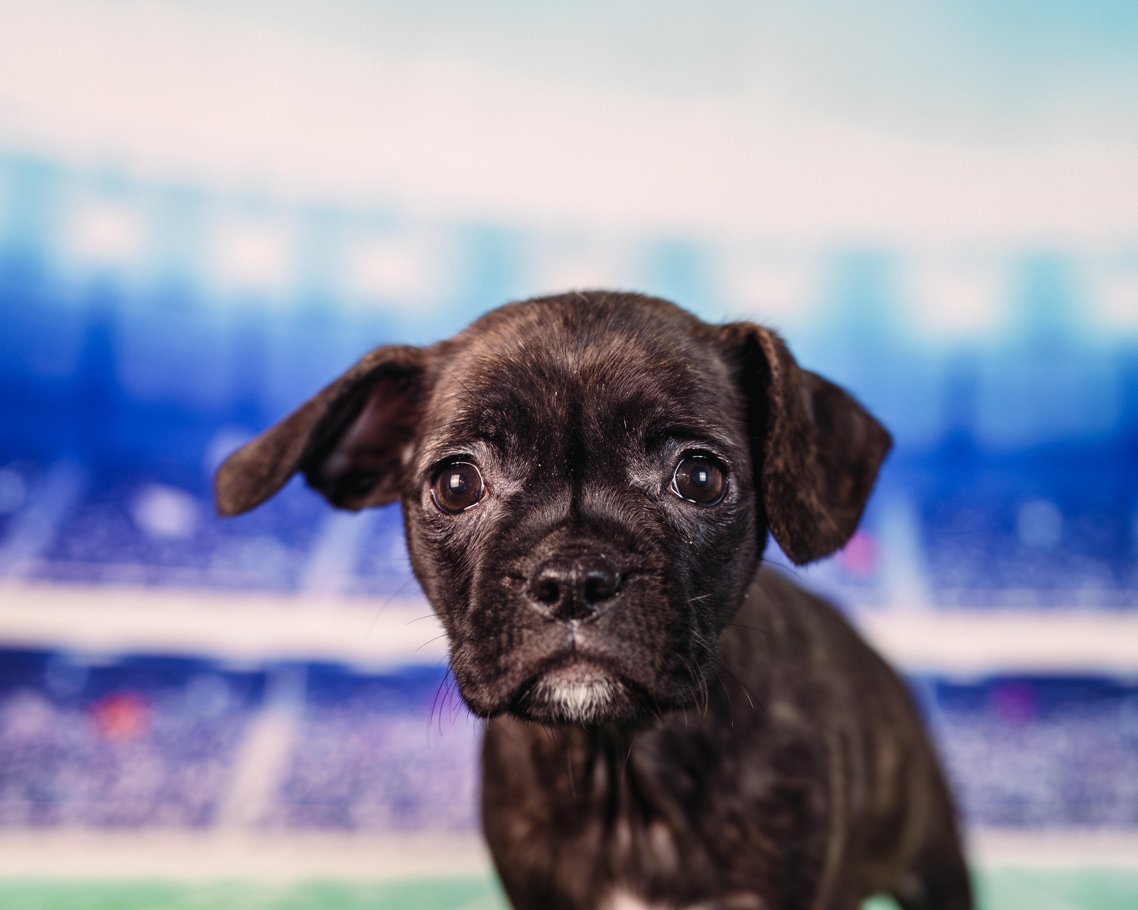 Enlarge Maye, an adopted mixed breed in Avon, CT image 5/6