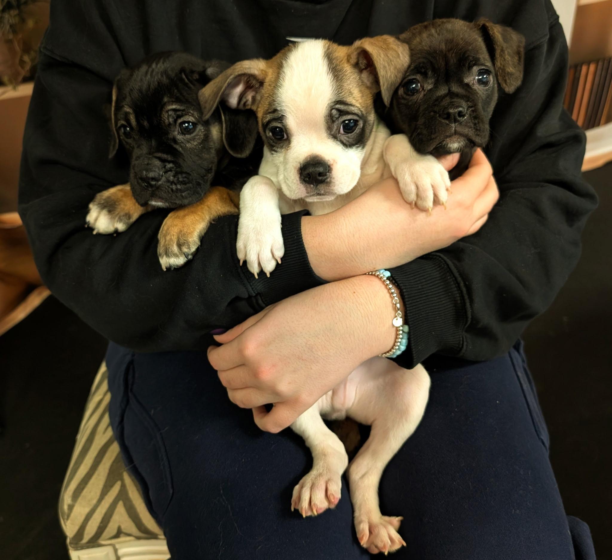 Enlarge Maye, an adopted mixed breed in Avon, CT image 3/6