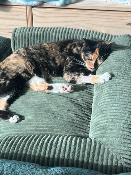 Chloe, Adoptable, Senior Female Domestic Short Hair & Domestic Short Hair.