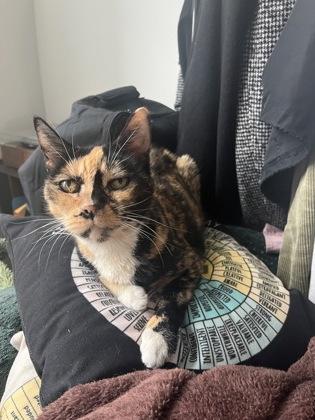 Enlarge Chloe, a Adoptable mixed breed in Seattle, WA image 1/3