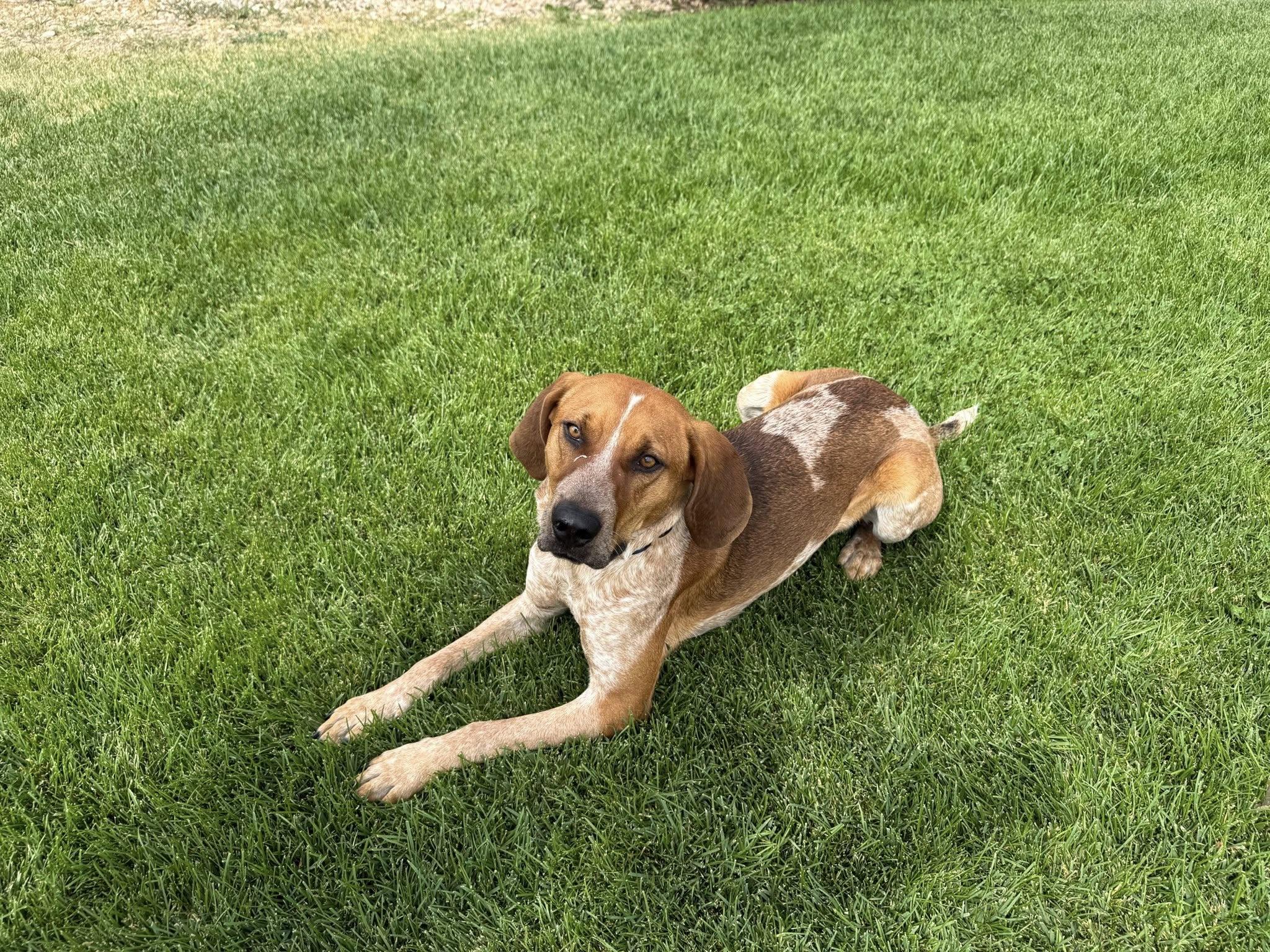 Boone, Adopted, Adult Male Hound.