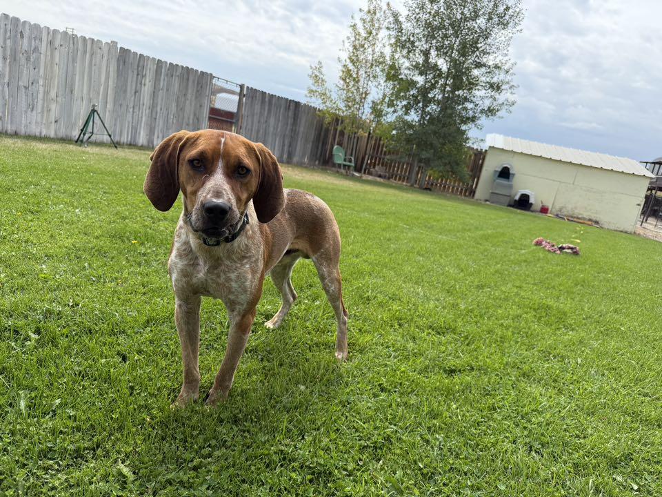 Enlarge Boone, a Adopted mixed breed in Diamondville, WY image 2/2
