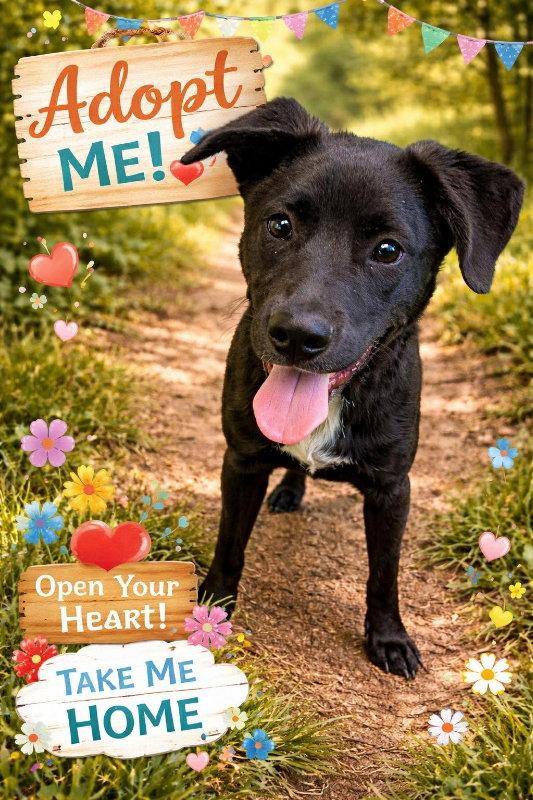 Deidra, a Adopted mixed breed in Mankato, MN image 2/3