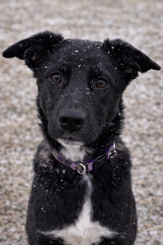 Deidra, a Adopted mixed breed in Mankato, MN image 3/3