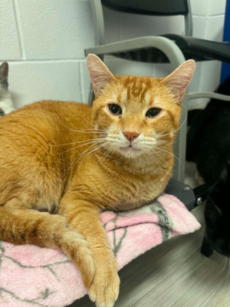 Cheez Whiz, Adoptable, Young Male Domestic Short Hair.