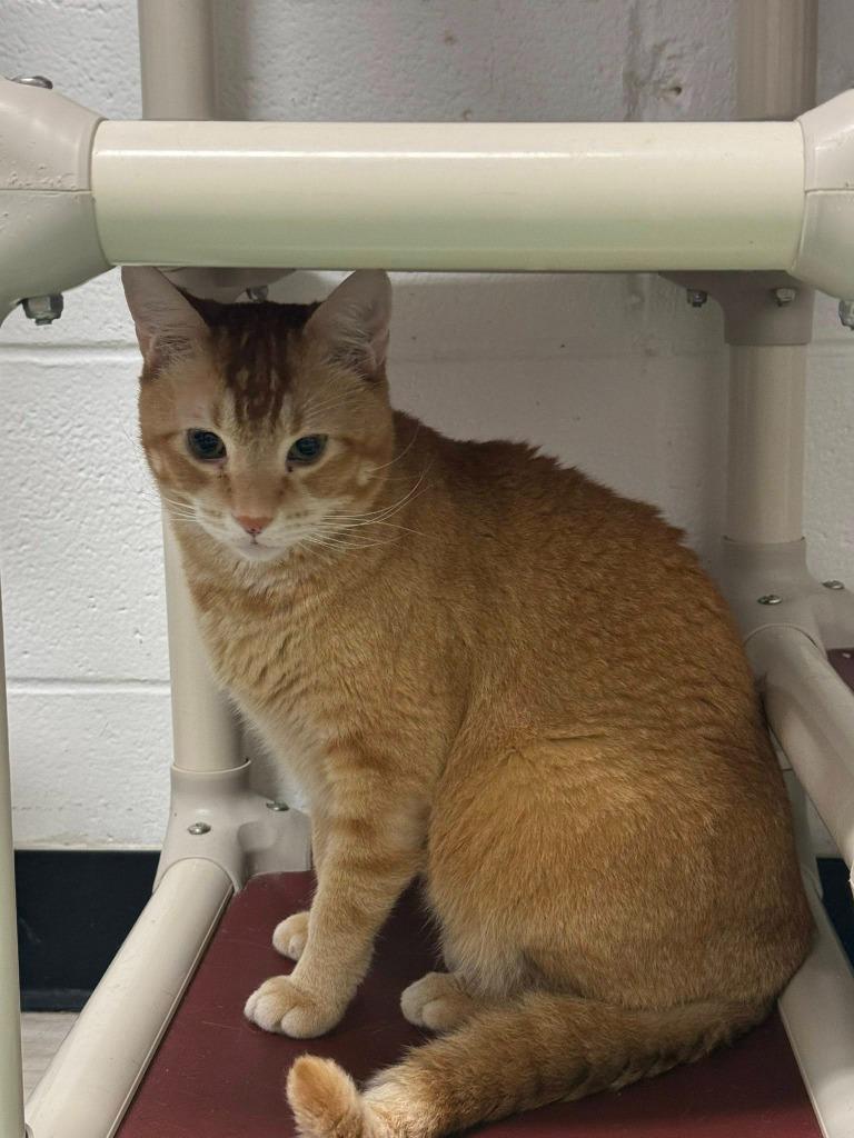 Enlarge Cheez Whiz, a Adoptable mixed breed in Marion, OH image 1/3