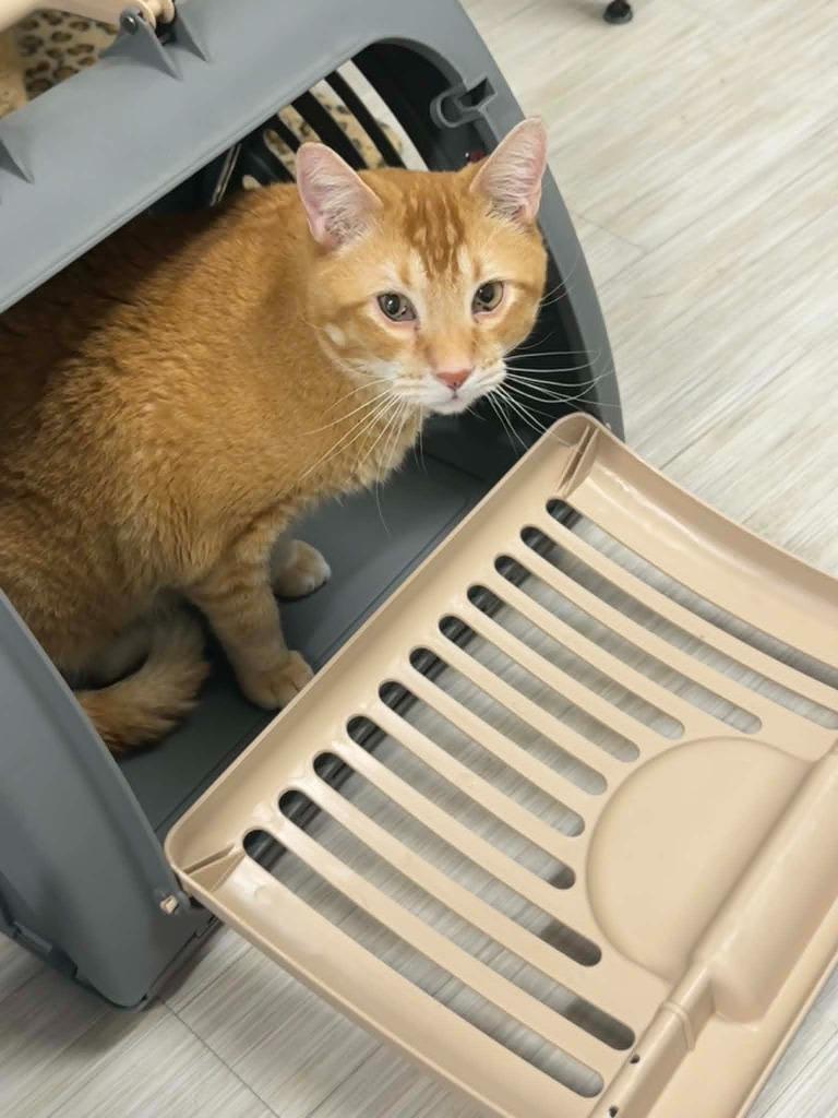 Cheez Whiz, a Adoptable mixed breed in Marion, OH image 2/4