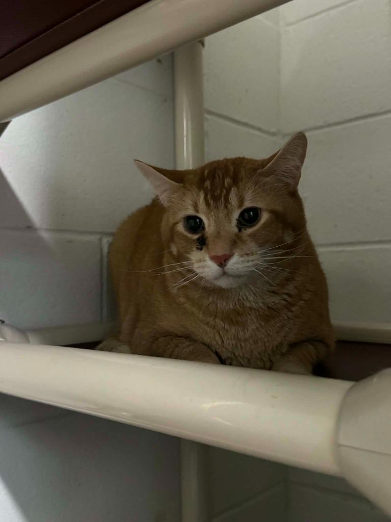 Cheez Whiz, a Adoptable mixed breed in Marion, OH image 1/2