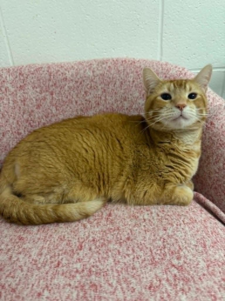 Cheez Whiz, a Adoptable mixed breed in Marion, OH image 2/2