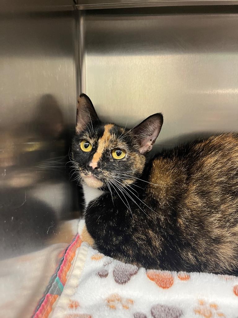 Mermaid, Adoptable, Adult Female Domestic Short Hair.