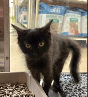 Georgia, Adopted, Kitten Female Domestic Long Hair.