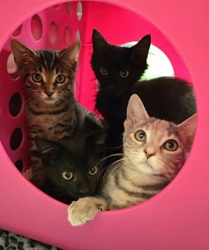 Georgia, a Adopted mixed breed in oceanside, CA image 2/3