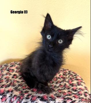 Georgia, a Adopted mixed breed in oceanside, CA image 3/3