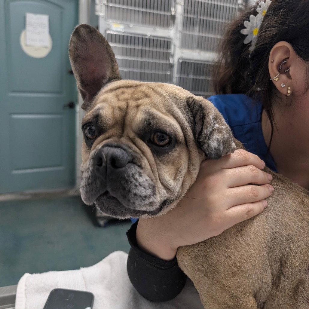 DELLA, Adopted, Adult Female French Bulldog.