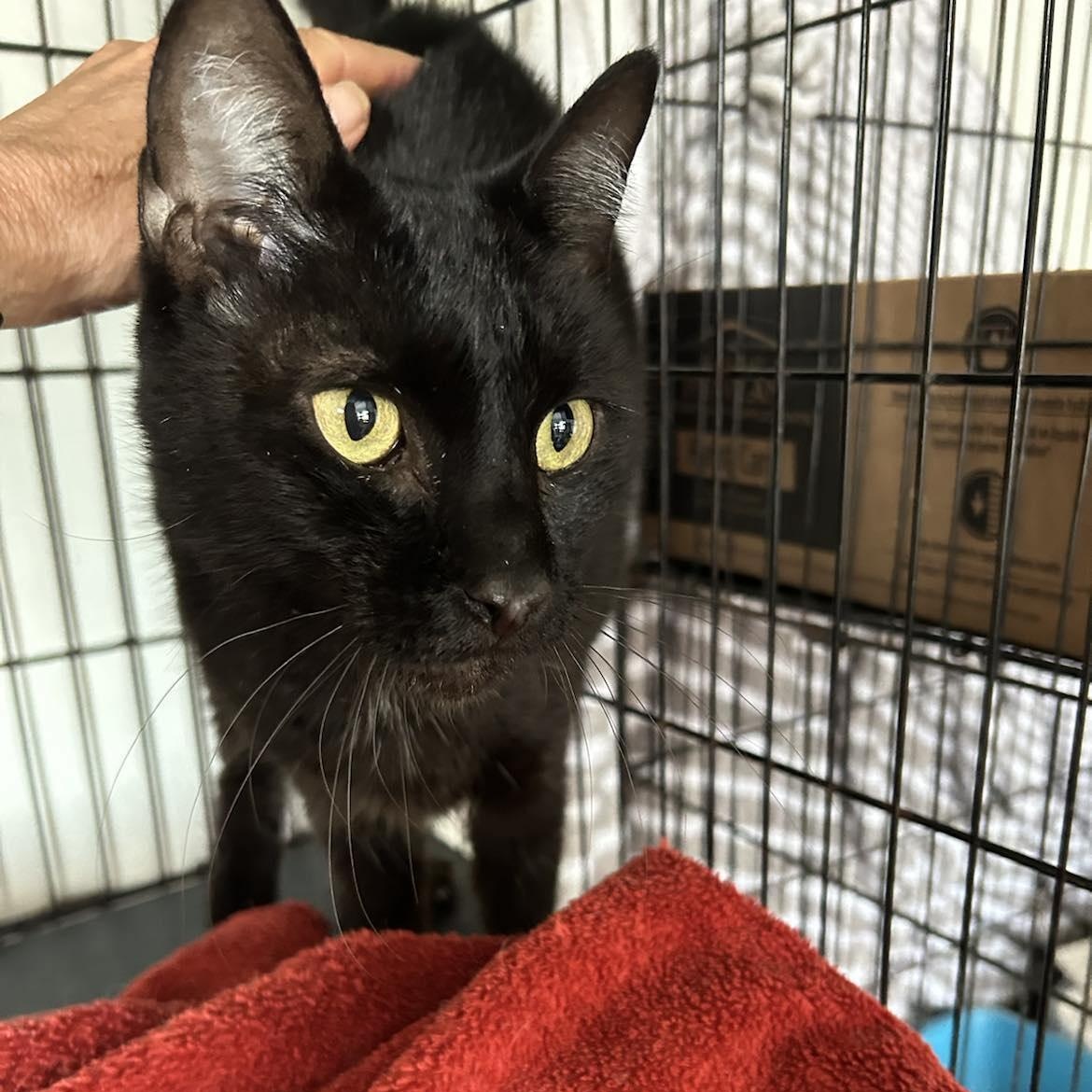 Suzi (lap cat!)
