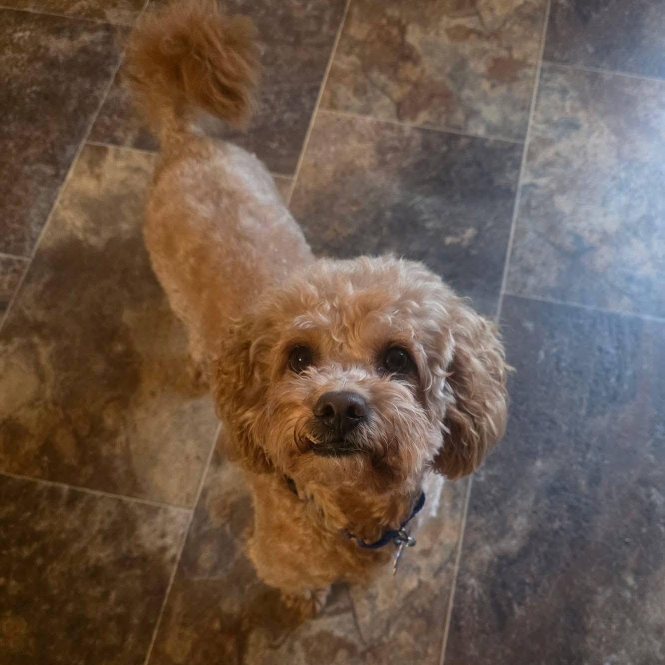 Enlarge Leo, a Adoptable mixed breed in Elkton, MD image 3/4
