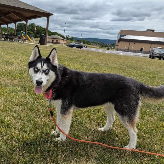 Enlarge Koda, a Adoptable Husky in Waynesboro, PA image 1/6